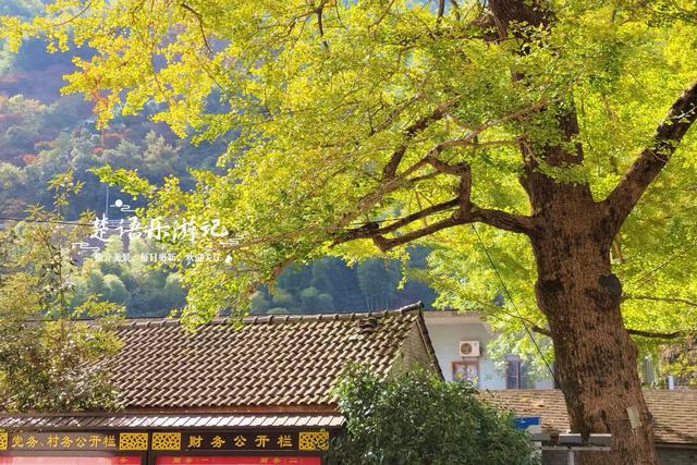 宁波这两棵千年银杏美如诗画，最近的境况却让人大吃一惊，很可惜