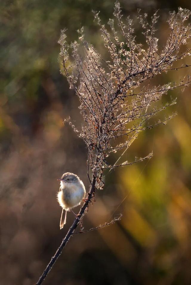 此时的太仓，美到心尖上！