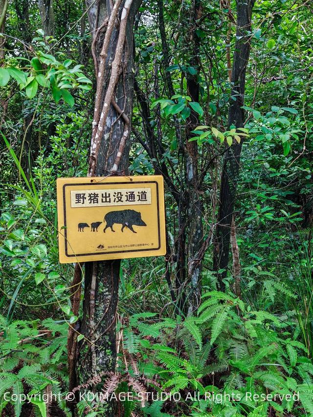 深圳徒步！超适合新手小白的3条郊野径路线，地铁公交直达还免费