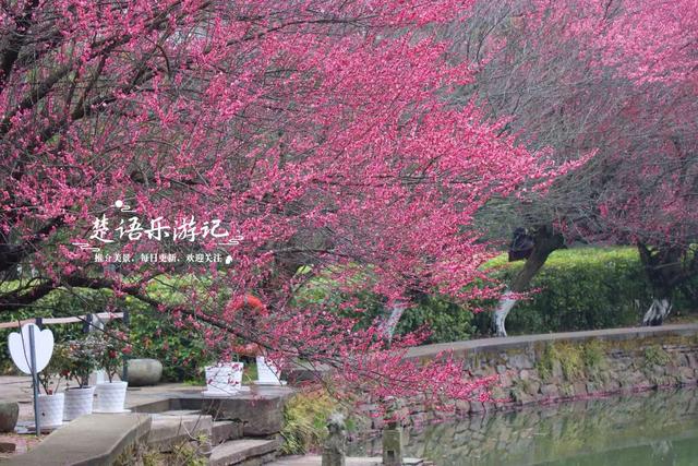 除了月湖公园的梅花，宁波城区这几处赏梅地也很美，交通相当方便