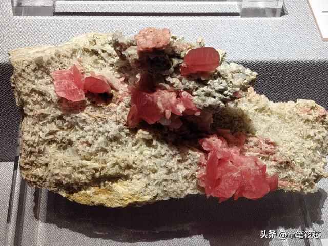 阅读生命｜在成都自然博物馆