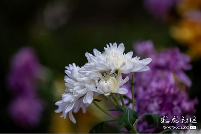 大观公园金秋菊花展掠影（B）