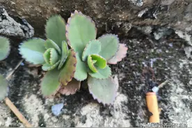 落地就生根？民间俗称“还魂草”，村里人都在种，观赏入药两不误图片