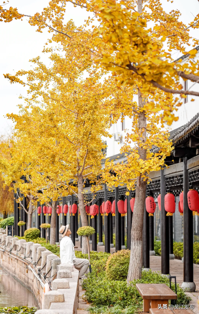 周末去打卡丨“杏”会！颜值高峰来了！