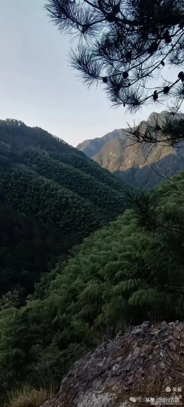 探秘楠溪江源头之三——初探这片鲜为人知的原始森林