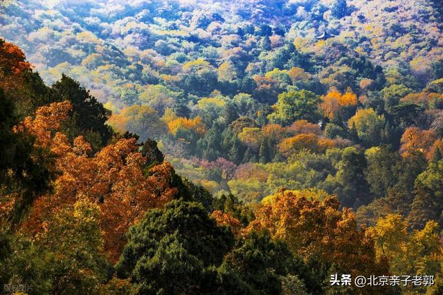 周末香山赏红叶保姆攻略