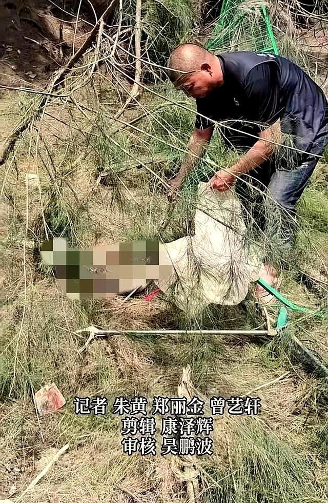 厦门机场工地惊现巨蟒	，体重惊人引关注