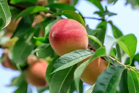 中国哪的水蜜桃最好吃？经评比，这6种桃子榜上有名，你喜欢哪种图片