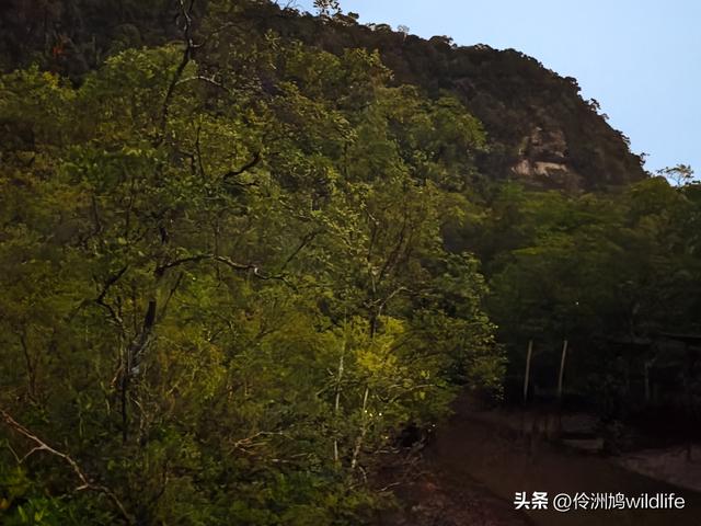 马来西亚(36)砂拉越州⑩峇哥国家公园夜间徒步体验