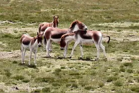 今天我从格尔木到玉树，走了一条游人罕至的国道，沿途有15个发现图片