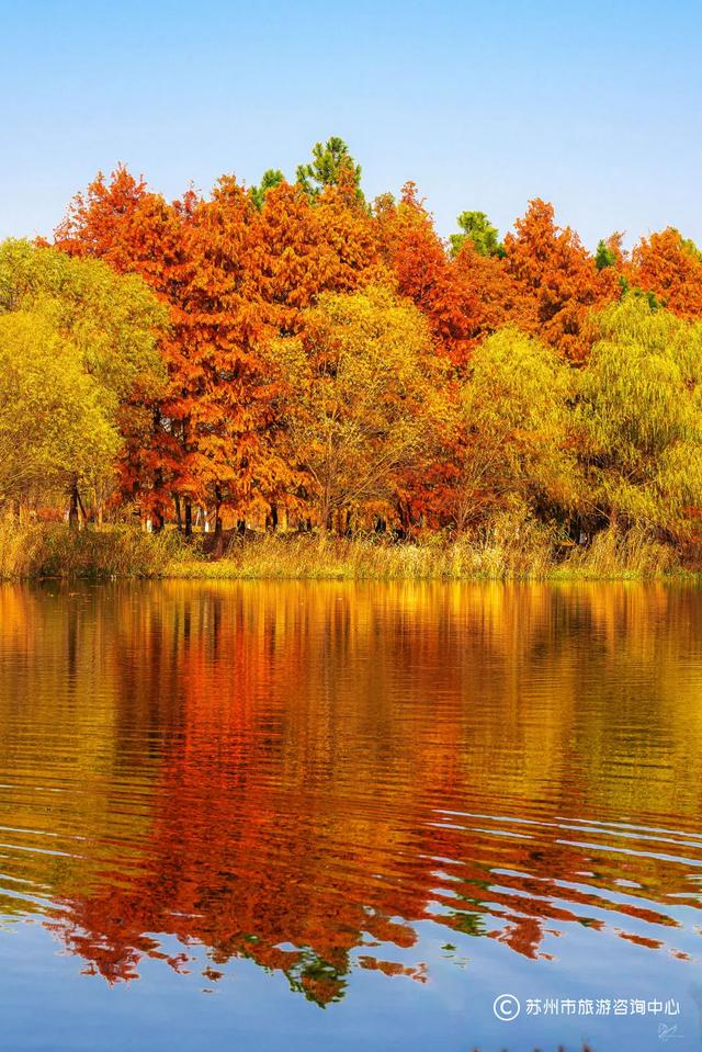 最近林子里长满了苏州人