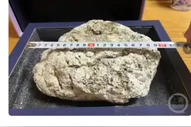 “龙涎香”究竟是什么？古人说它能改变命运，科学家给出了真相图片