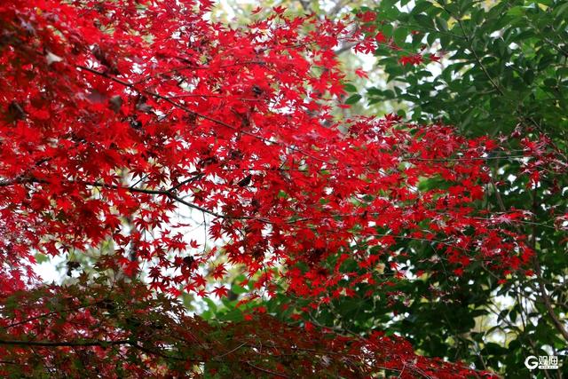 中山公园枫林涧：冬意渐浓，“枫”景上线！