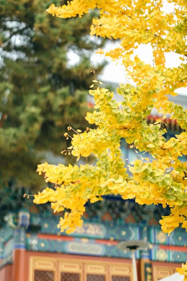 太美了！北京这里“红叶盛宴”即将上线