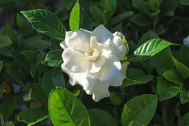 怎样养好栀子花——光照和浇水篇图片
