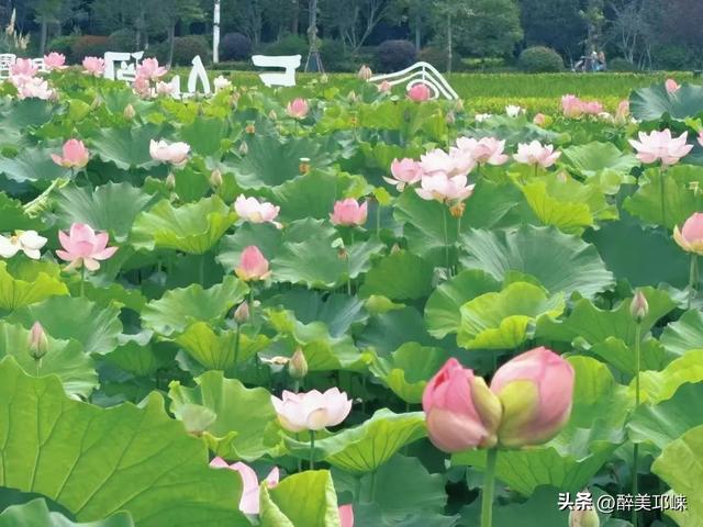 夏崃｜“果然！一代人有一代人的‘鸡蛋’要领！”
