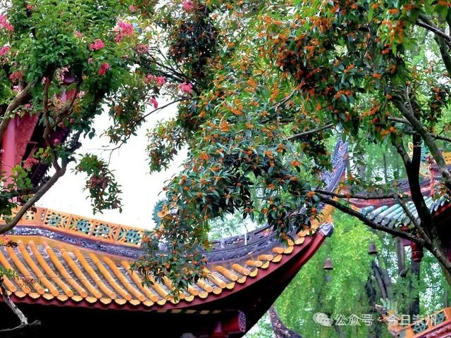 崇州新品“香氛”已上线，隔着屏幕都闻到了香味