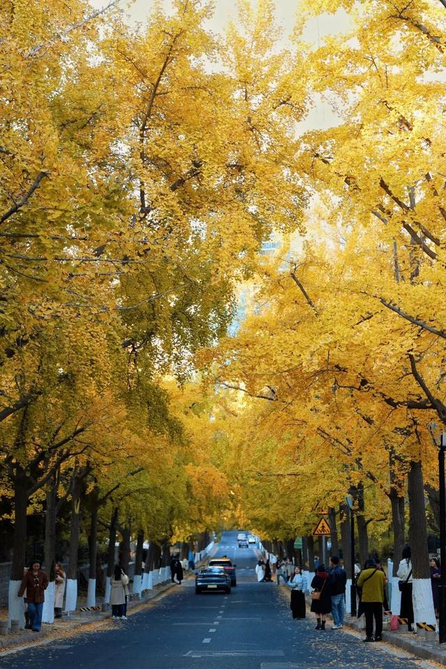 生为山东「银」，何其有「杏」！