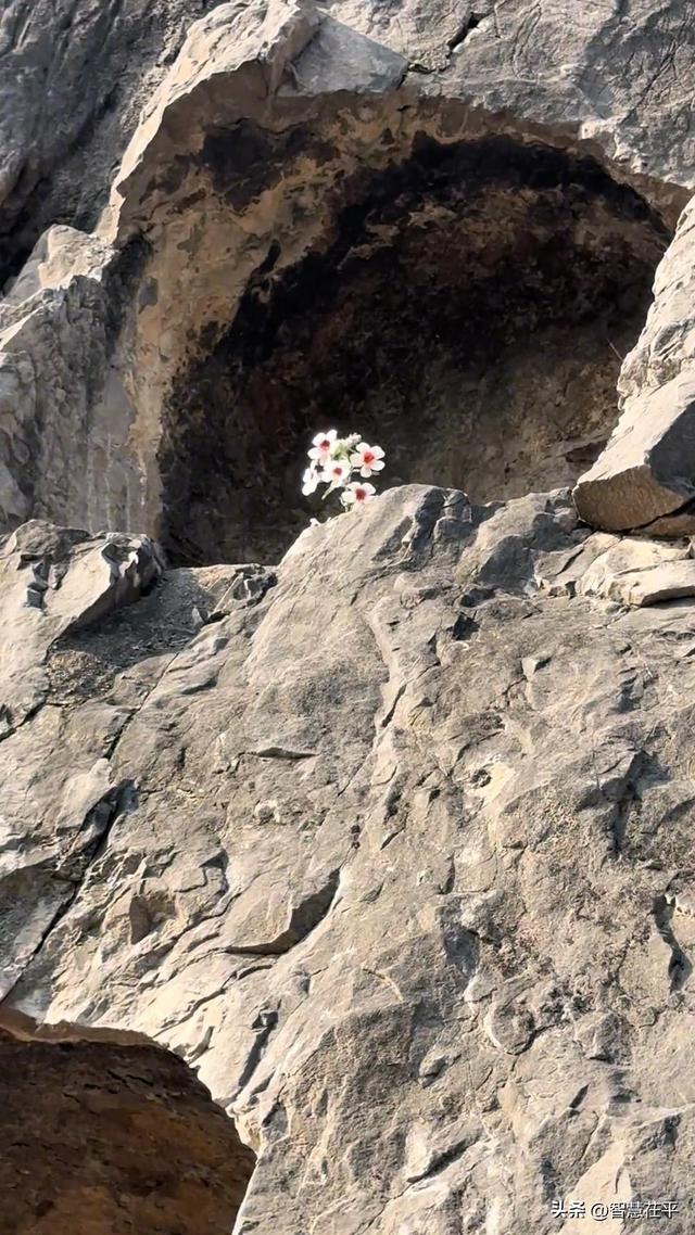 龙门石窟一佛窟石缝开出一株野花，景区讲解员：不少石窟都有野花