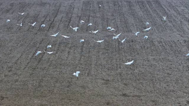 云溪区：湿地秋韵 白鹭翩跹