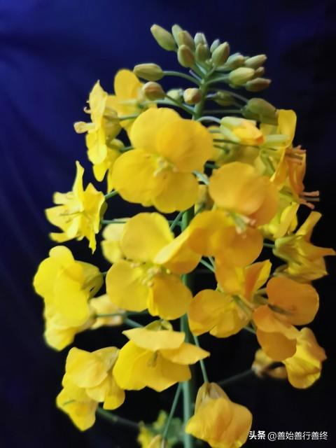 西安观赏油菜花最佳时间和地方！