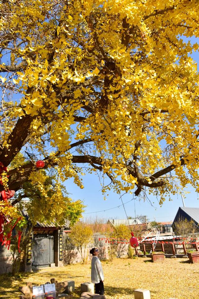错过了？还有！石岛赏银杏真的有“后悔药”