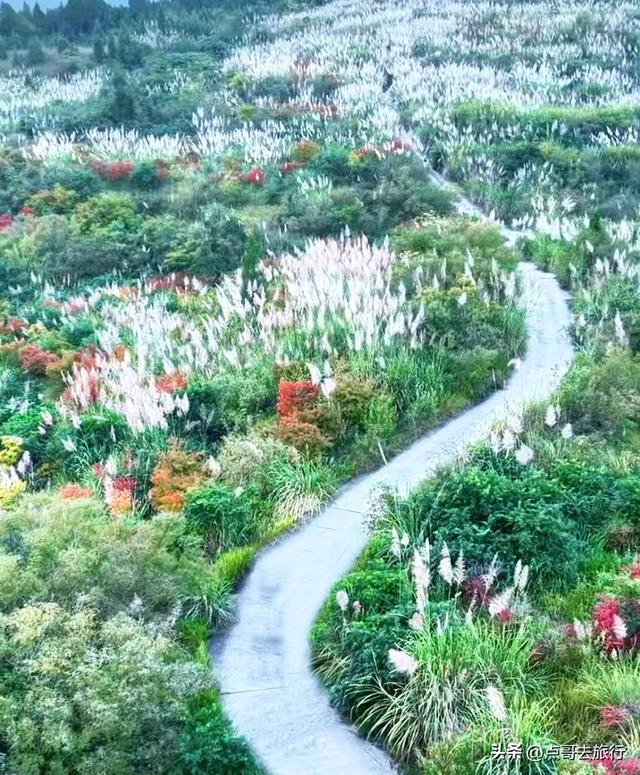 成都金堂爆红秋景，芭茅彩林超级惊艳，不要门票，徒步也是超棒！