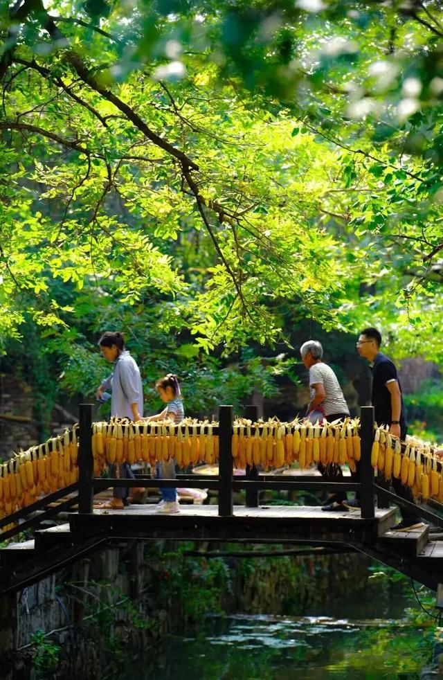 跟着色彩游临沂 | 柿子熟了・田园采摘之旅，承包你的秋日快乐