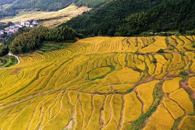 广州出发-清远赏秋2天游，欧家梯田，旅拍银杏林，瑶寨篝火晚会
