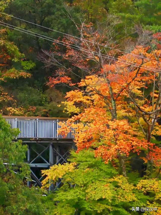 秋遇草川子，红叶醉游人