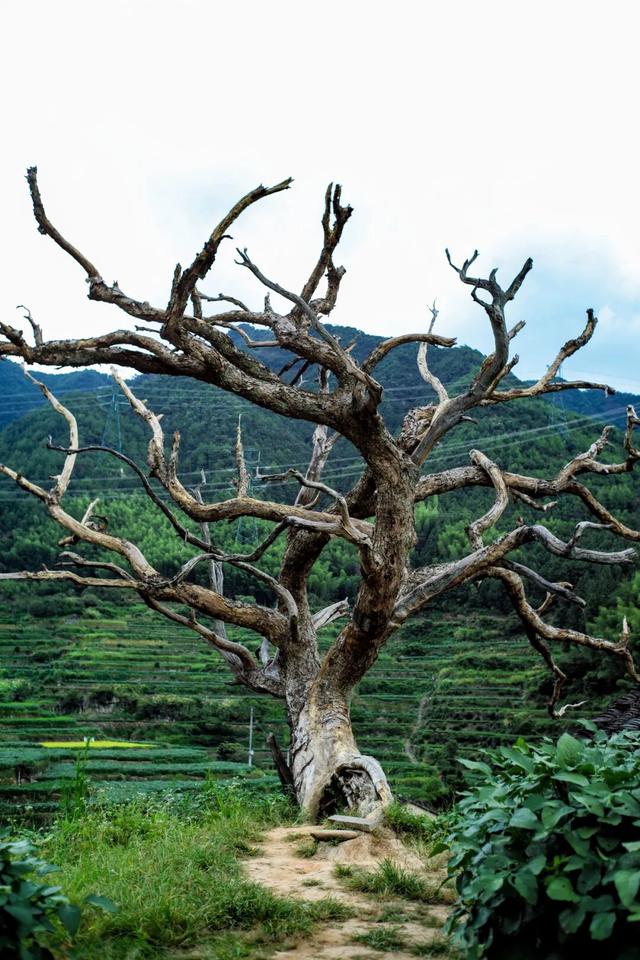 逛古村，喝咖啡，高端的度假就是这么朴实无华