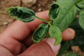 老辈人传的土法子：白醋兑红糖，卷叶豆角三天变精神图片