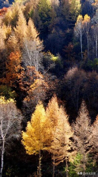 秋日必冲的保定“天然氧吧”出炉，每个都是国家级秘境