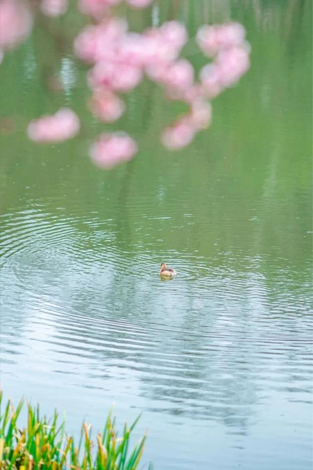 报！南京的樱花已经美成这样了