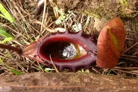 柬埔寨猪笼草：形似男性隐私部位的神奇植物图片