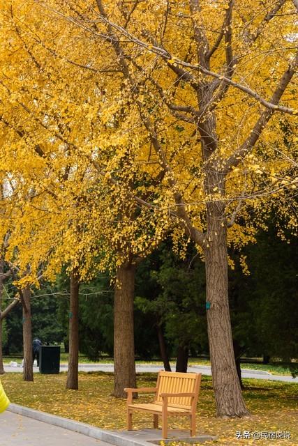 十大银杏观赏地之一的山东浮来山真的黄了！