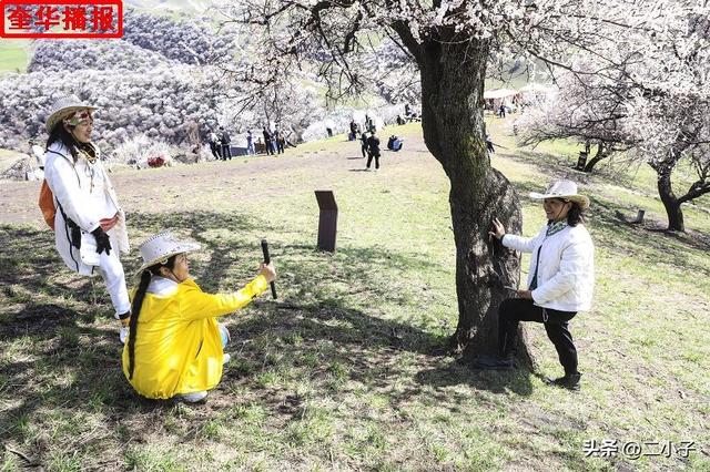 新疆伊犁：那拉提杏花绽放在山谷