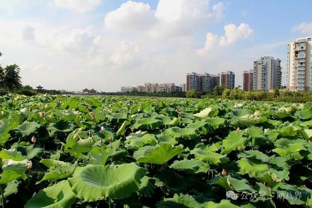 广东东莞十大打卡地（精简版）