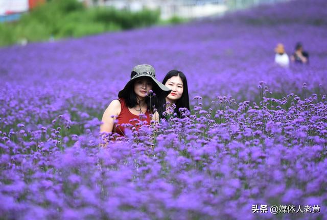 六盘水梅花山雪道变“紫色花海”避暑纳凉添新景