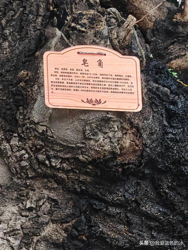 在邯郸住三天，每天餐后在邯郸这家花园式酒店院子里散散步真惬意