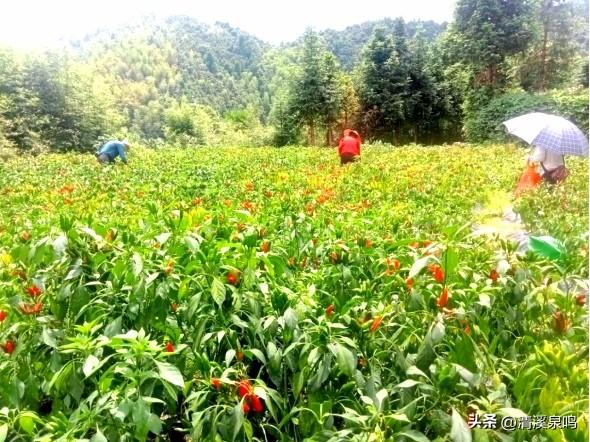 在必背镇的烟火与诗意里，遇见振兴新章——瑶乡秋行记