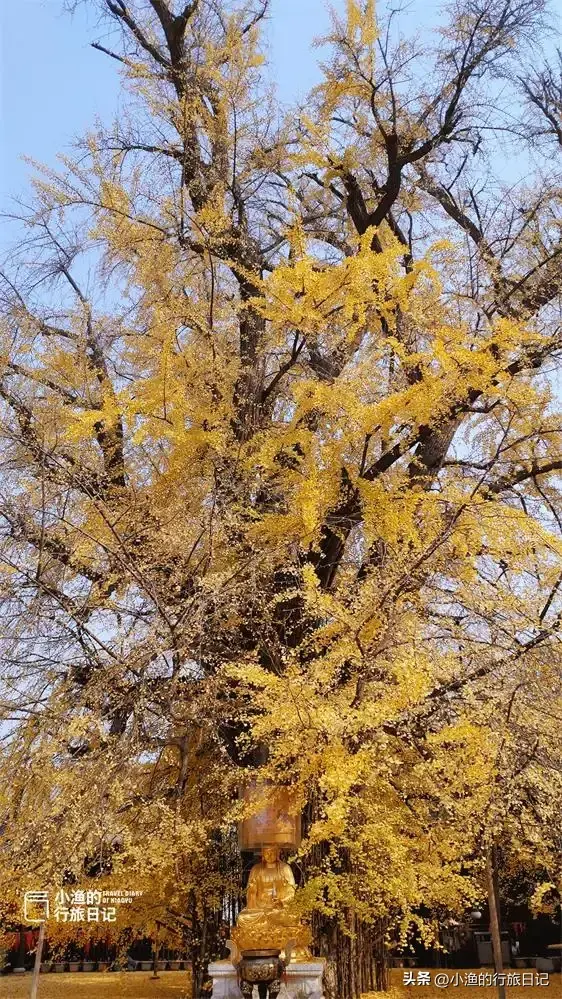 陕西古树，真的“封神”了！第二弹：秋天必看系列，最意外是它？