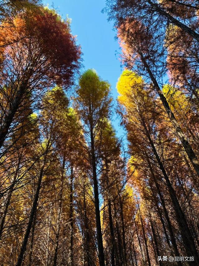 美！美美美！昆明超全水杉打卡地来袭！保姆级攻略快收藏，周末一定要冲~