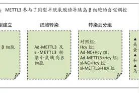 METTL3在同型半胱氨酸诱导小鼠胰岛β细胞自噬中的作用图片