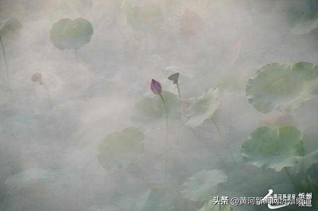 “荷”你邂逅！云中河景区荷花盛开