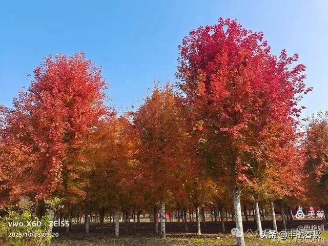 丹枫映秋,枫彩满楼|申艳娟