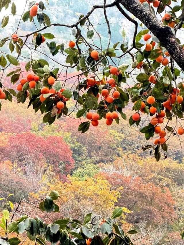 最新实拍！潍坊这里迎来“全红时刻”！