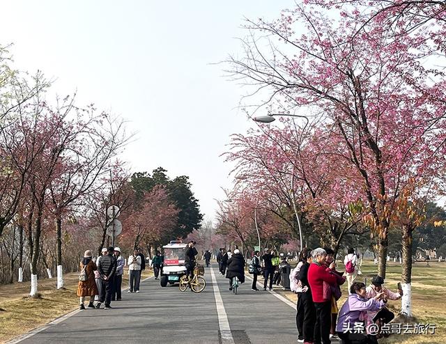 成都最大规模冬樱花开了，1000多株，惊艳壮观，免费，地铁直达！