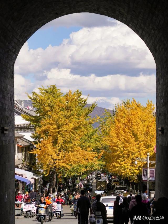 有一种叫云南的生活｜大理古城银杏，太美了！
