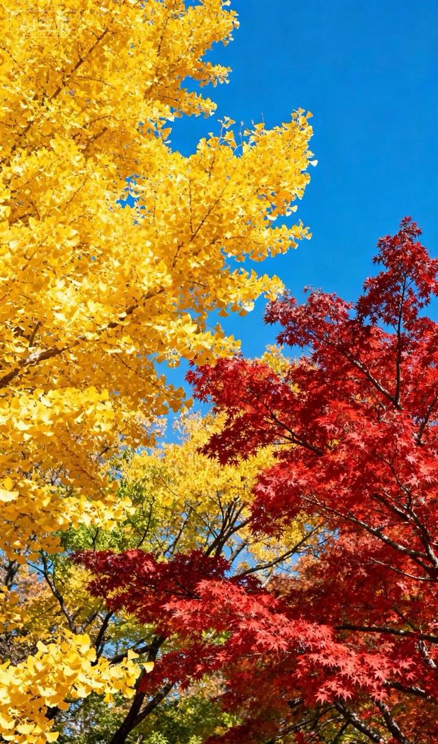 请再欣赏一下这最美的秋天